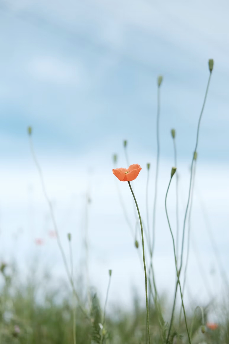 Photograph of a single blooming red flower in an otherwise sparse field