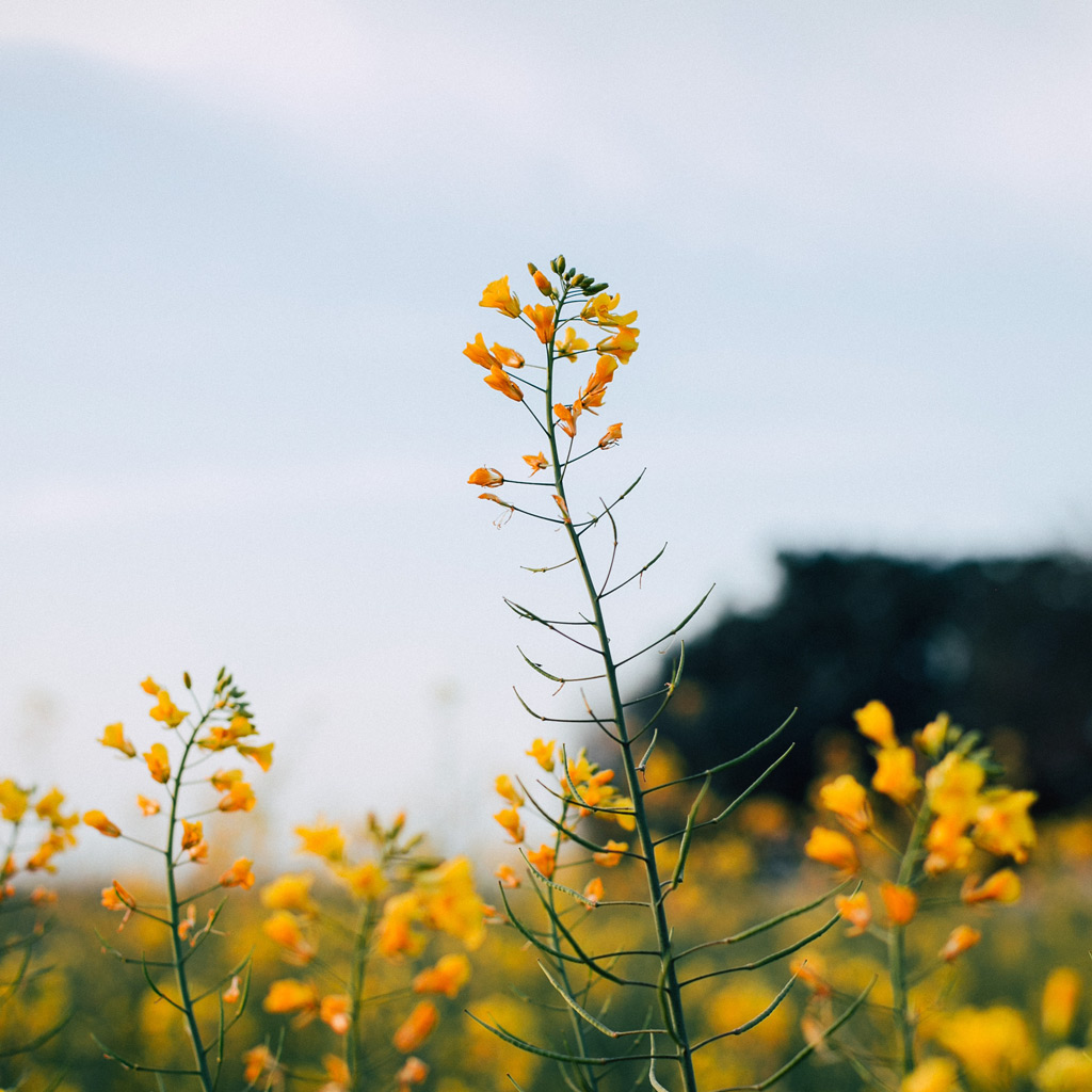 Photograph of a budding yellow flower in a field